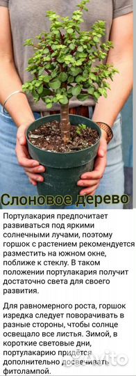 Портулакария (3 вида) -для бонсай