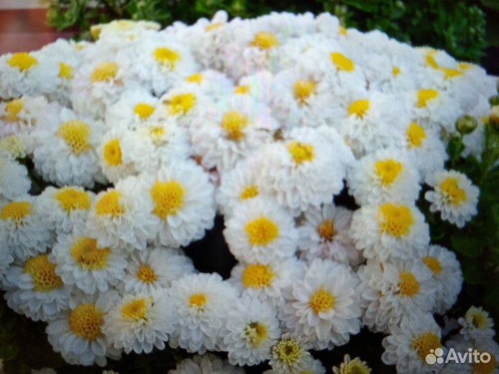 Хризантема мультифлора