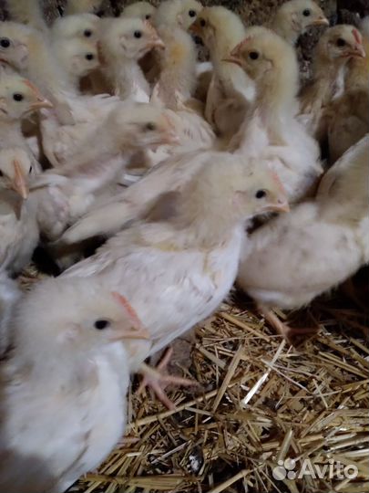 Петушки 2х недельные