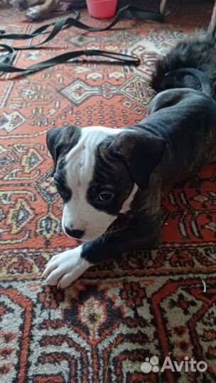 Амстафф щенки