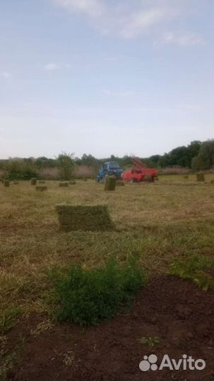 Сено люцерны в тюках