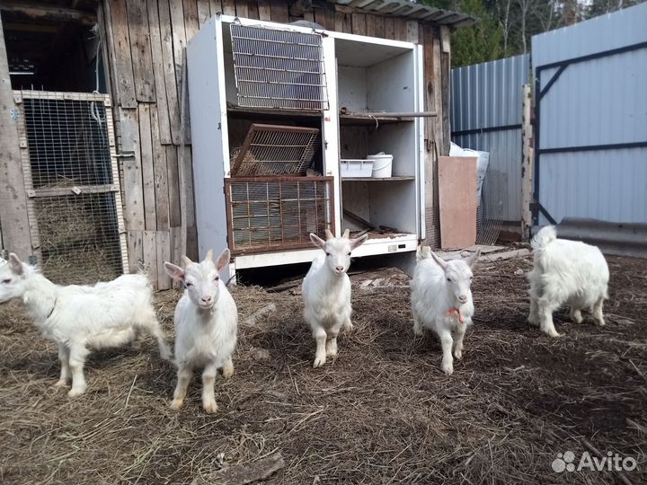 Козы козлята