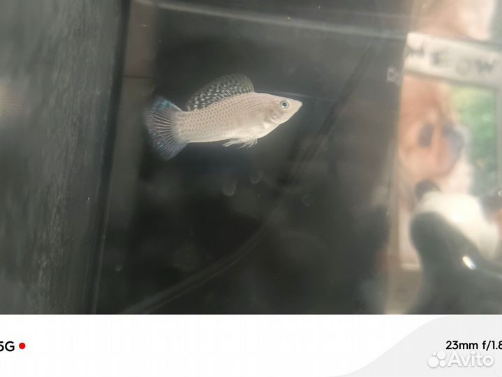 Молинезия снежинка