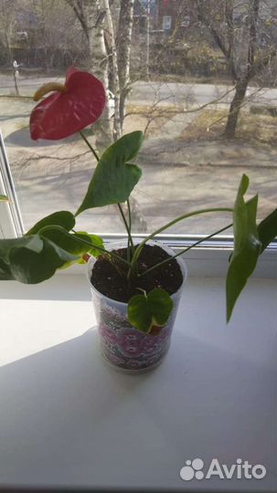 Комнатные цветы антуриум