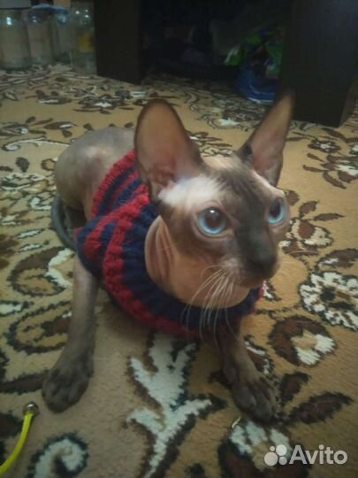 Донской сфинкс браш котята