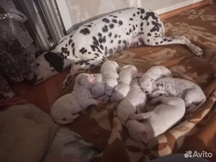 Продаются щенки далматина
