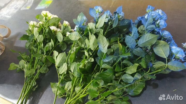 Комнатные растения цветы с доставкой