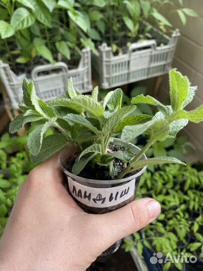 Мята сортовая гибридная