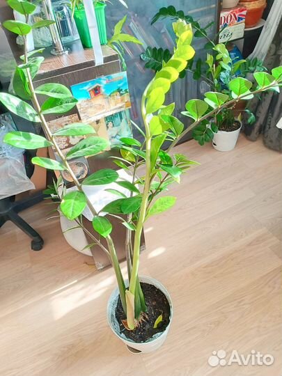 Замиокулькас