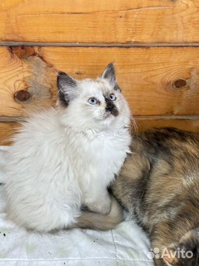 Котята в добрые руки бесплатно
