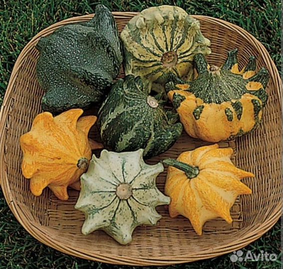 Семена декоративной тыквы