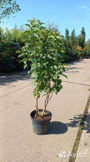 Сирень красавица москвы