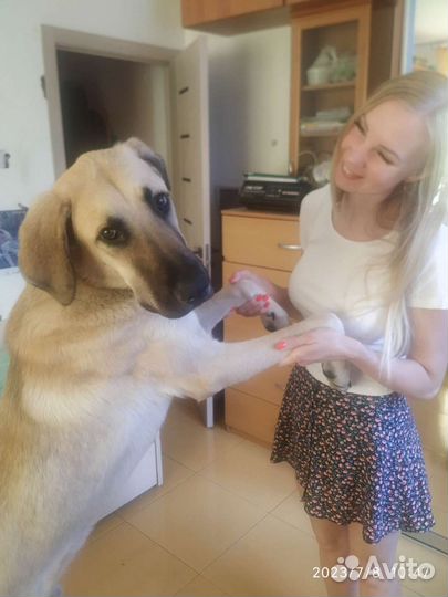 Щенок 11 месяцев мальчик Кангал