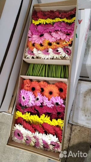 Гербера опт коробка цветы доставка