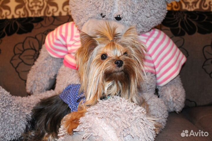 Жених мини йорк приглашает на вязку