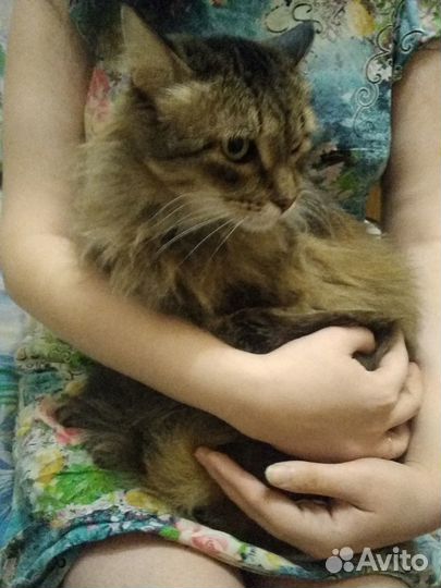 Домашняя передержка