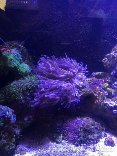 Коралл ксения и корнулярия Актиния