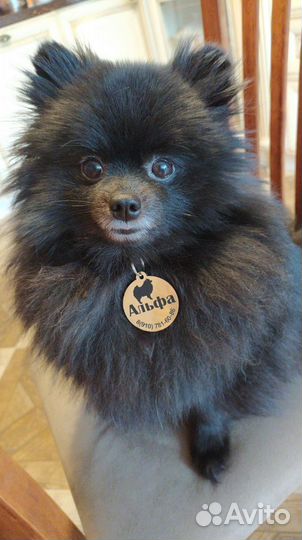 Адресник, жетон для собаки или кошки