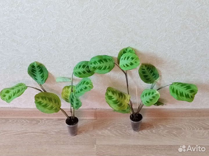 Хойя, Сциндапсус, Спатифиллум, Маранта, Кротон