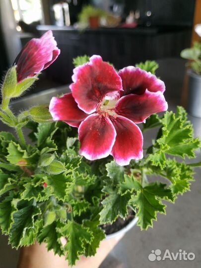 Королевская пеларгония