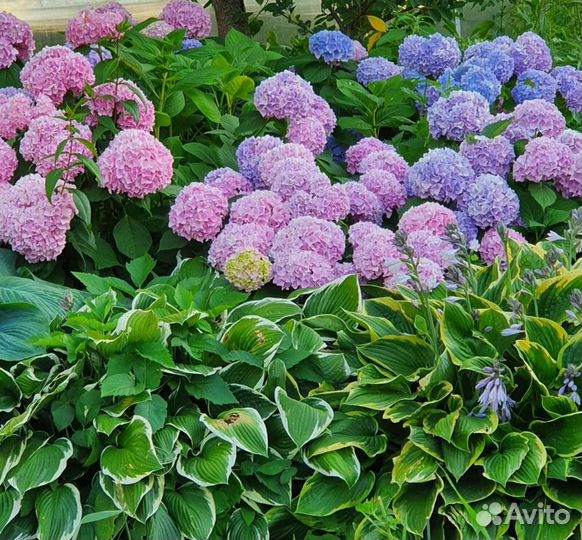 Гортензия 2хлетки