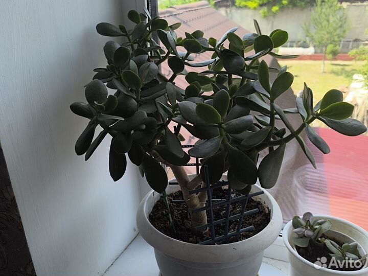 Денежное дерево