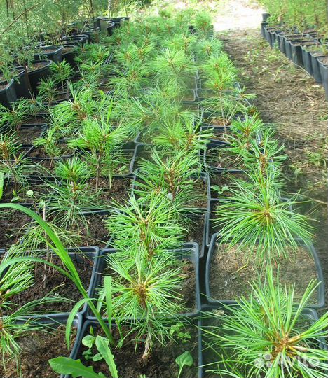 Кедр корейский (кедр дальневосточный)