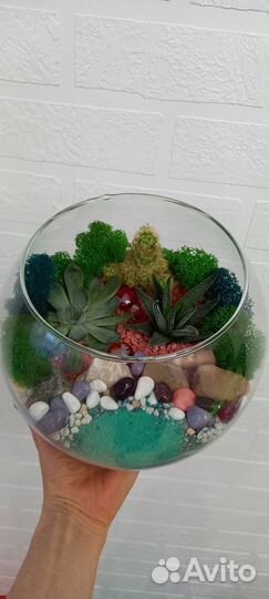 Флорариум с живыми суккулентами