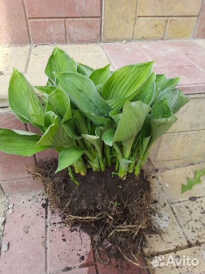 Многолетние цветы