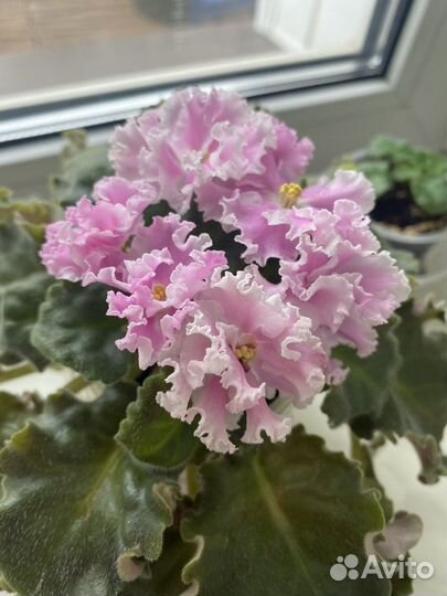 Сортовые фиалки