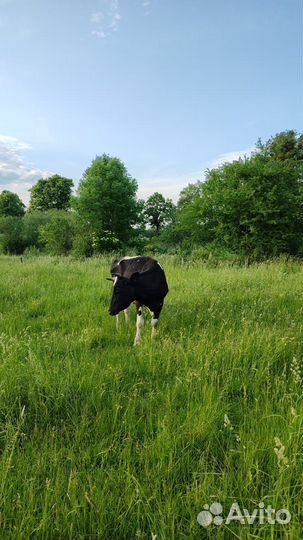 Корова дойная