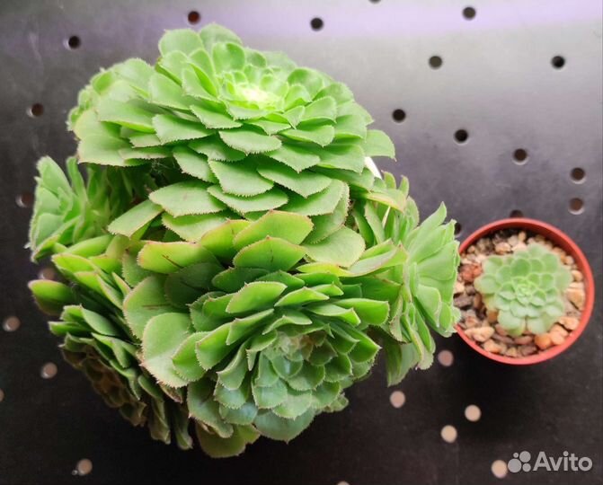 Суккуленты