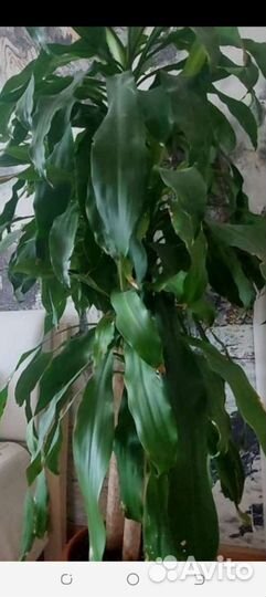 Пальма драцена