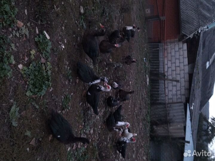 Домашние утки