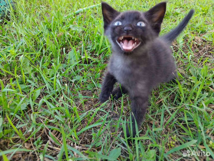 Котенок в дар бесплатно