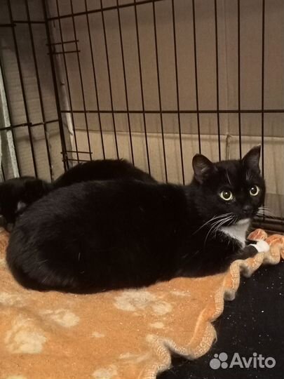 Очень красивая кошка Валенсия