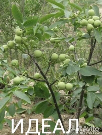 Саженцы плодовых деревьев черешня, абрикос, персик