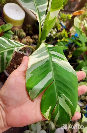 Муса флорида вариегатный банан