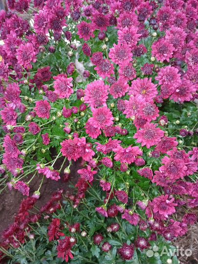 Хризантема корейская, мультифлора