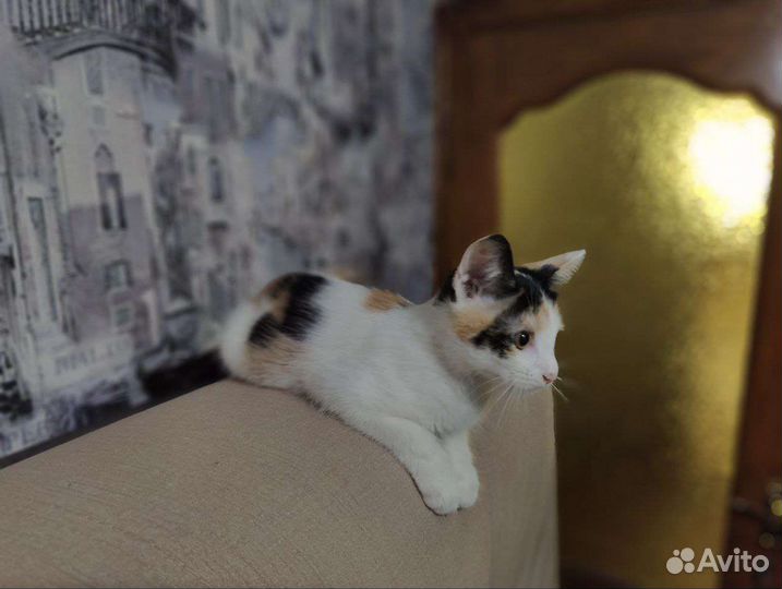 Котенок в добрые руки