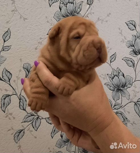 Щенки шарпей