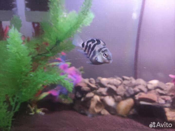 Украшение для аквариума