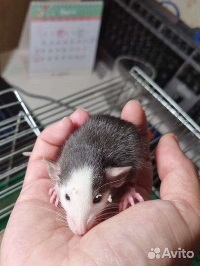 Декоративная крыса дамбо