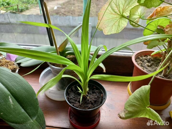 Пальма панданус