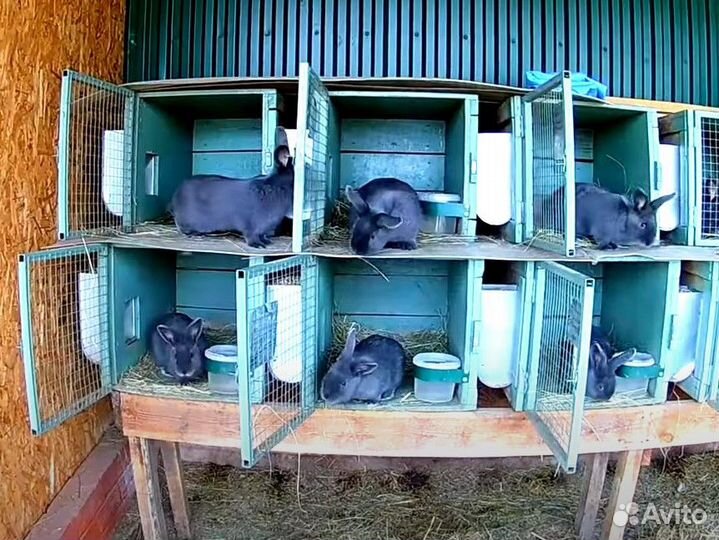 Клетки для кроликов бу 4 модели