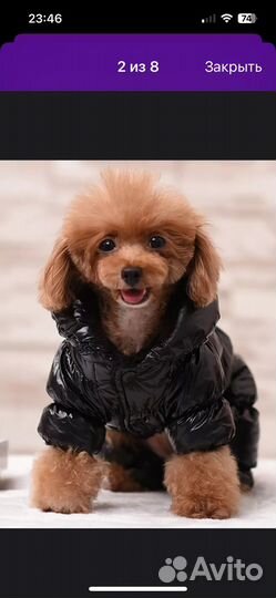Комбинезон для маленькой собаки новый
