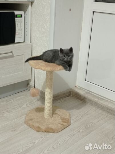 Британский кот