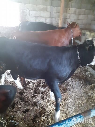 Продаю тёлок на мясо 7 голов