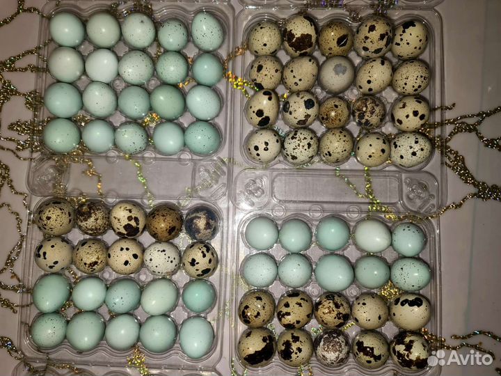 Яйца перепелиные инкубационное