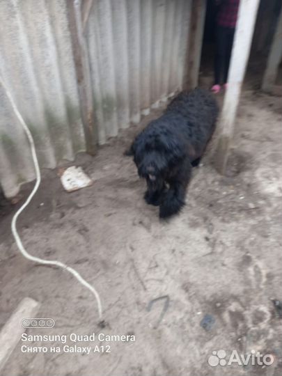Русский черный терьер,есть документы, все прививки